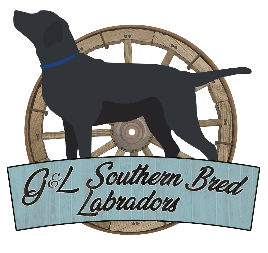 G L Southern Bred Labradors