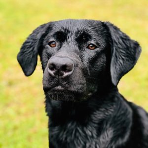 G&L Southern Bred Labradors Cain De-South